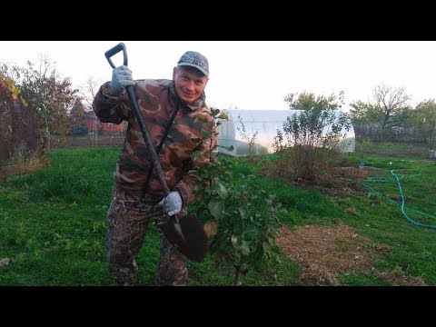 Видео: Планируем огород переносим деревья
