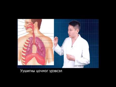 Видео: Амьсгалын эрхтний бүтэц үйл ажиллагаа  ( Ай Ёо Доктор зөвлөж байна )