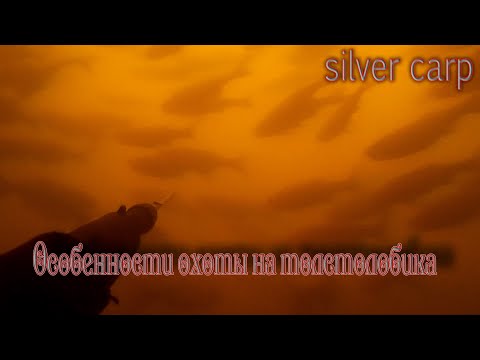 Видео: Охота на толстолобика