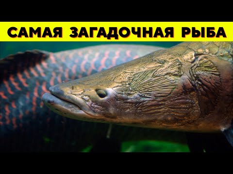 Видео: Этой УНИКАЛЬНОЙ рыбе БОЛЬШЕ 135 МЛН ЛЕТ - Гигантская Арапайма