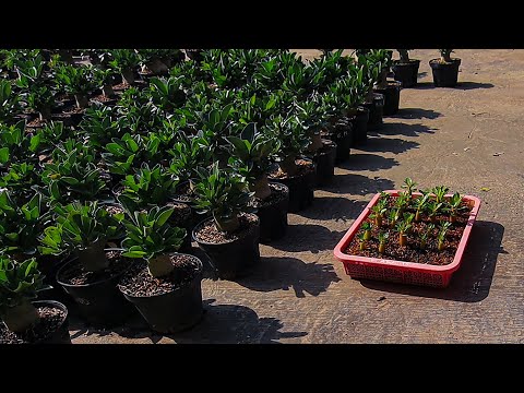 Видео: Как ухаживать за месячной рассадой адениума. бонсай из пустынной розы