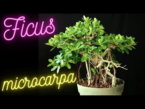 Видео: Фикус Микрокарпа 512