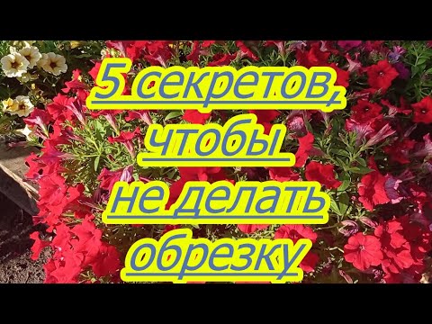 Видео: ВЫ ЕЩЕ ДЕЛАЕТЕ ЛЕТНЮЮ ОБРЕЗКУ АМПЕЛЬНОЙ ПЕТУНИИ?