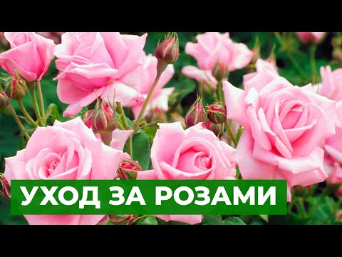 Видео: ПЫШНЫЕ РОЗЫ ДЛЯ ВАШЕГО САДА | Посадка розы в грунт