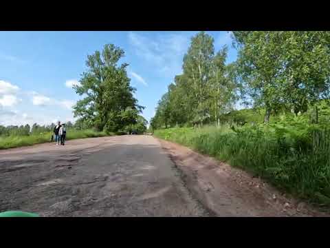 Видео: Коровы и борщевик