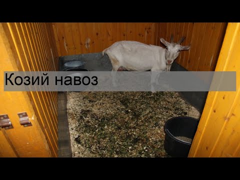 Видео: Козий навоз