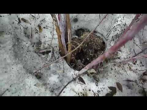 Видео: МЫШИ ПОГРЫЗЛИ КОРУ ЯБЛОНИ.