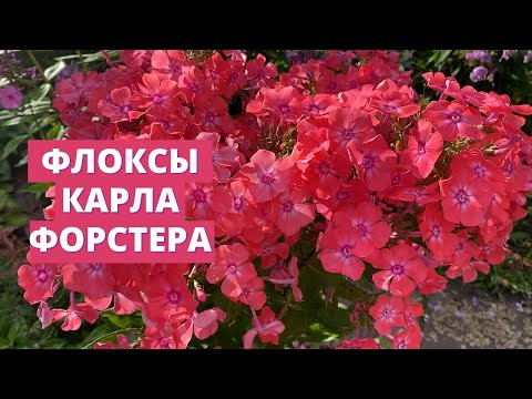 Видео: Флоксы Карла Форстера