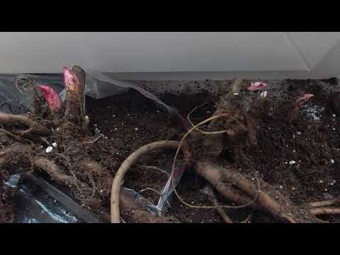 Видео: Как сохранить пионы зимой до высадки на участке. Проверяем сохранность в феврале. 2024г