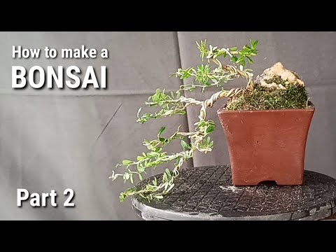 Видео: Как сделать маленький/сёхин бонсай (основы) Часть 2