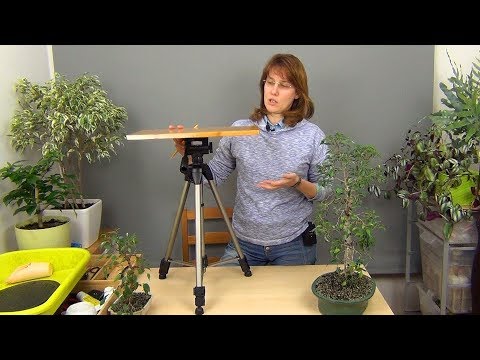 Видео: 4 помощника для работы с бонсай