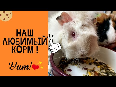 Видео: КАК выбрать корм для морской свинки? / Versele-Laga Crispy Muesli : Все плюсы и минусы / Отзыв