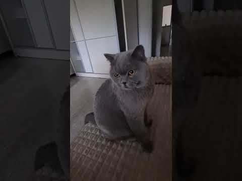 Видео: #cat #chat #веселыекоты 