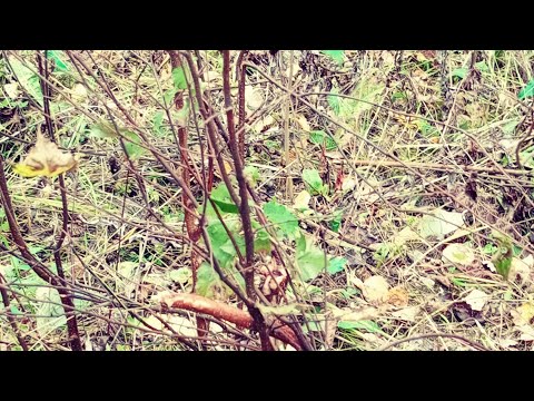 Видео: Гон лося в октябре. Сроки гона.