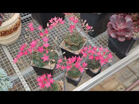 Видео: Цветение Graptopetalum bellum