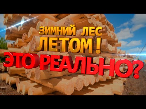 Видео: ЗИМНИЙ ЛЕС ЛЕТОМ, это реально? Почему растут цены на лес?