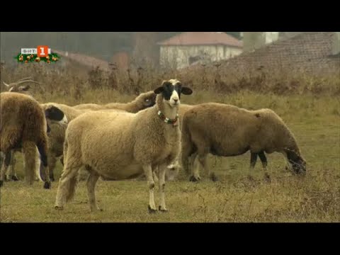 Видео: Бразди - 12.12.2020 по БНТ