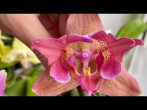 Видео: Цветение моих бабочек. 🦋💛Конец июля 2022. Мои новинки , редкие бабочки.