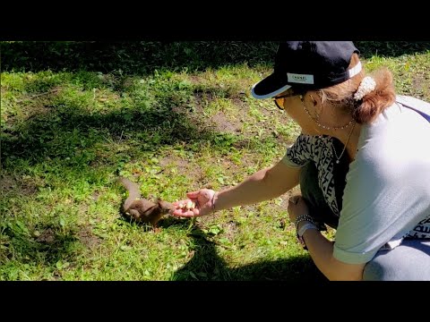 Видео: Наше минипутешествие в Санкт-Петербург. 8. БЕЛОК КОРМИИИТЬ. День второй. 