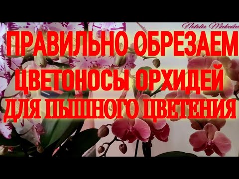 Видео: КАК ПРАВИЛЬНО ОБРЕЗАТЬ ЦВЕТОНОС У ОРХИДЕИ ПОСЛЕ ЦВЕТЕНИЯ? А  надо ли это делать вообще? МОЙ ОПЫТ!!!