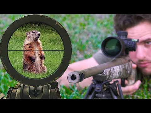 Видео: Снайперская стрельба по суркам с .204 RUGER! (камера с прицелом)