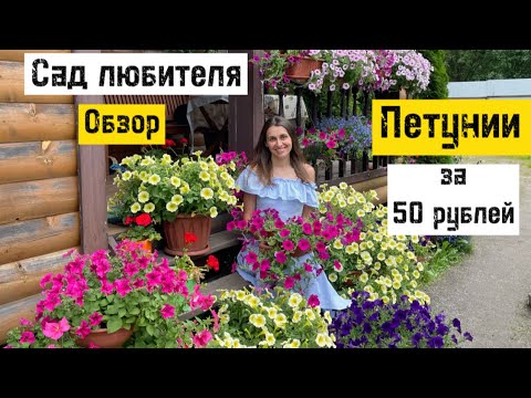 Видео: Мои петунии. Обзор сортов 2022 от любителя. Первый опыт из профессиональных семян. #милыйдом