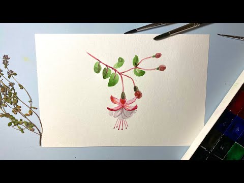 Видео: Акварель для начинающих. Как нарисовать цветы Фуксии. Пошаговое рисование для начинающих