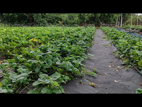 Видео: Обзор саженцев клубники и голубики 21.07.2024 Ставрополь.