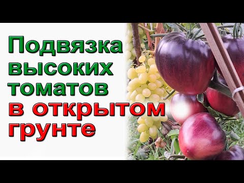 Видео: Подвязка высоких томатов в открытом грунте.  Начинающим