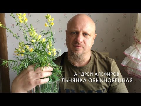 Видео: Льнянка обыкновенная. Алефиров А.Н.