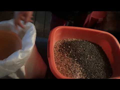 Видео: Как я кормлю кур породы Маран.