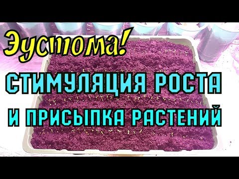 Видео: ЭУСТОМА! СТИМУЛЯЦИЯ РОСТА И ПРИСЫПКА РАСТЕНИЙ!