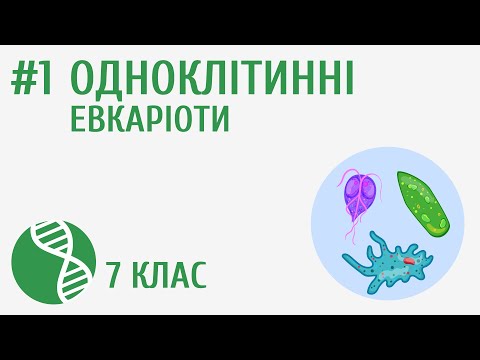 Видео: Одноклітинні евкаріоти #1