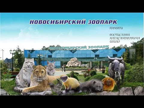 Видео: Новосибирский зоопарк. Памяти Р.А.Шило