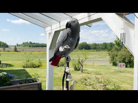 Видео: Живу с Жако 7 лет. Есть о чём рассказать. Ответы на ваши вопросы.