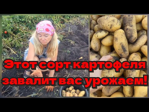 Видео: Лучший сорт картофеля для еды! Картофель Гранада.
