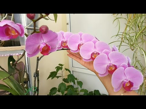 Видео: Орхидеи после стимуляции | Отдать Продать | По стеллажам с орхидеями ВСЁ цветёт