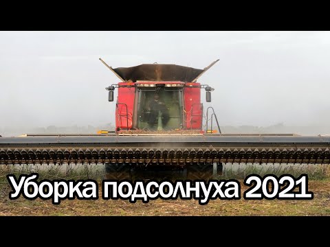 Видео: Уборка подсолнуха 2021г. Комбайн CASE IH 9250.