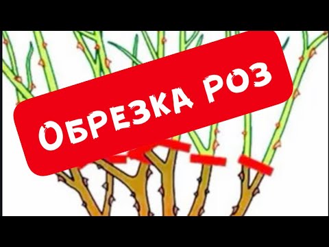 Видео: ОБРЕЗКА РОЗЫ ШРАБ. КАК НУЖНО ОБРЕЗАТЬ  РОЗЫ? ОБРЕЗКА РОЗ.