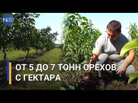 Видео: 7 тонн орехов с гектара. Как развивают бизнес молдавский фермер из Теленештского района