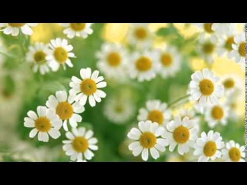 Видео: Земфира — Ромашки