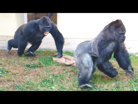 Видео: Самка гориллы попала в перестрелку между гориллами отца и сына｜Shabani Group