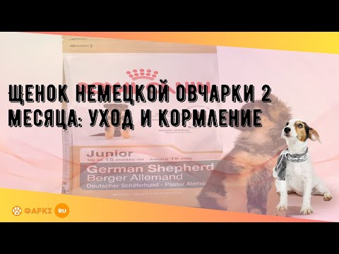 Видео: Щенок немецкой овчарки 2 месяца: уход и кормление