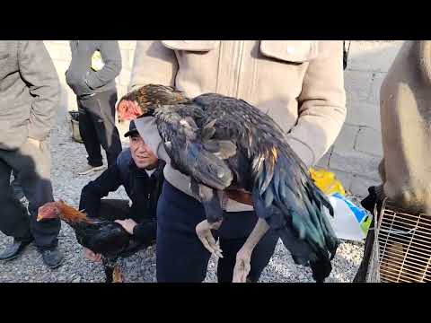 Видео: АСАКА ДАКАН БОЗОРИ НАРХЛАРИ #дакан #даканлар #CUBA2025 #MOLBOZOR2022 #dakan #shortvideo #shortsfeed 