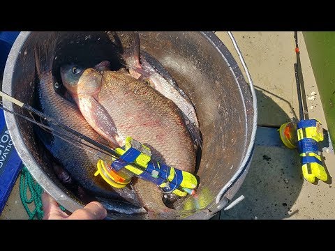 Видео: Уловистая бортовая удочка опять не подвела - broken tip - день второй
