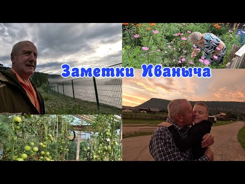 Видео: Лето в деревне: урожай лука, цветник Ирины, красавцы помидоры и просто наши дела