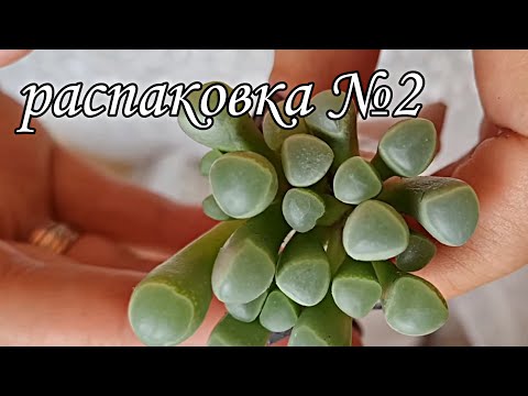 Видео: распаковка №2. посылка с суккулентами