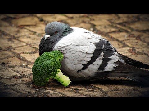 Видео: [Овощ и Голубь] Мы пытались в озвучку, но чот не вышло
