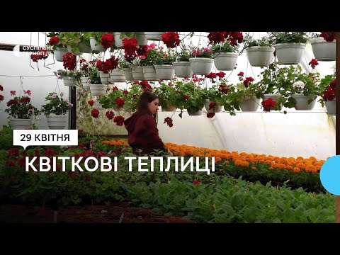 Видео: Подружжя з Теребовлі у п’яти теплицях вирощує контейнерні квіти