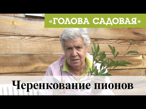 Видео: Голова садовая - Черенкование пионов